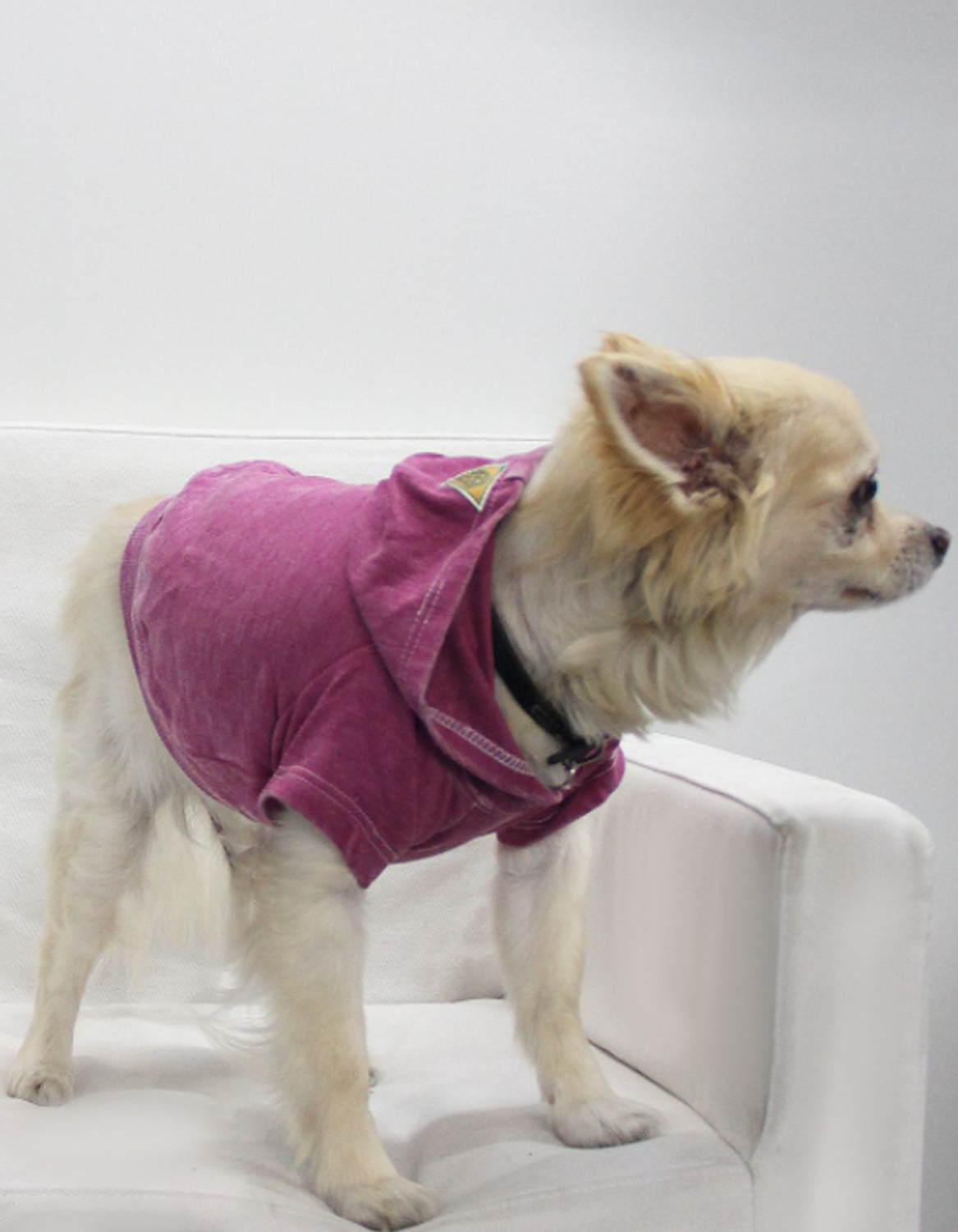 Coin 1804 Doggy Hoodie French Terry Dog Clothes