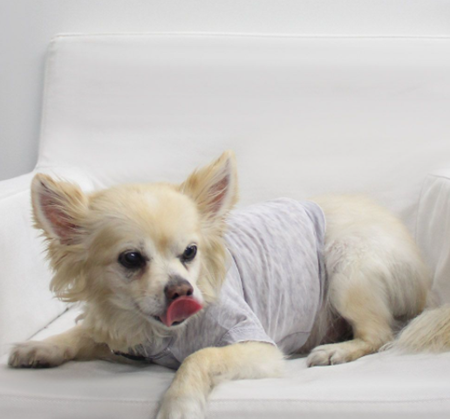 Coin 1804 Doggy Tee Dog Clothes