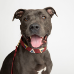 DIPHDA Pet Accessories