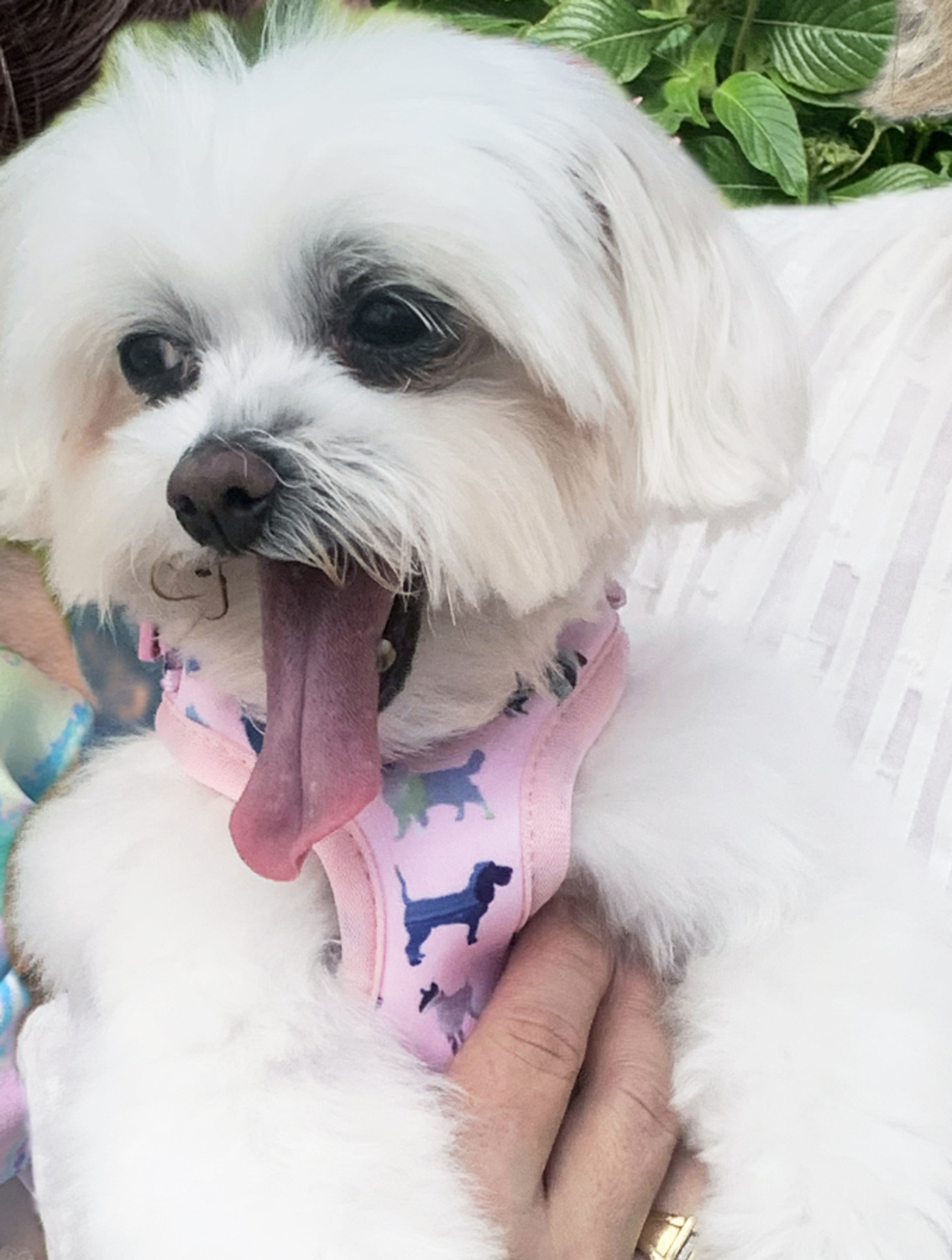 Dena Lyons LLC Pink Puppies Harness Dog Harnesses