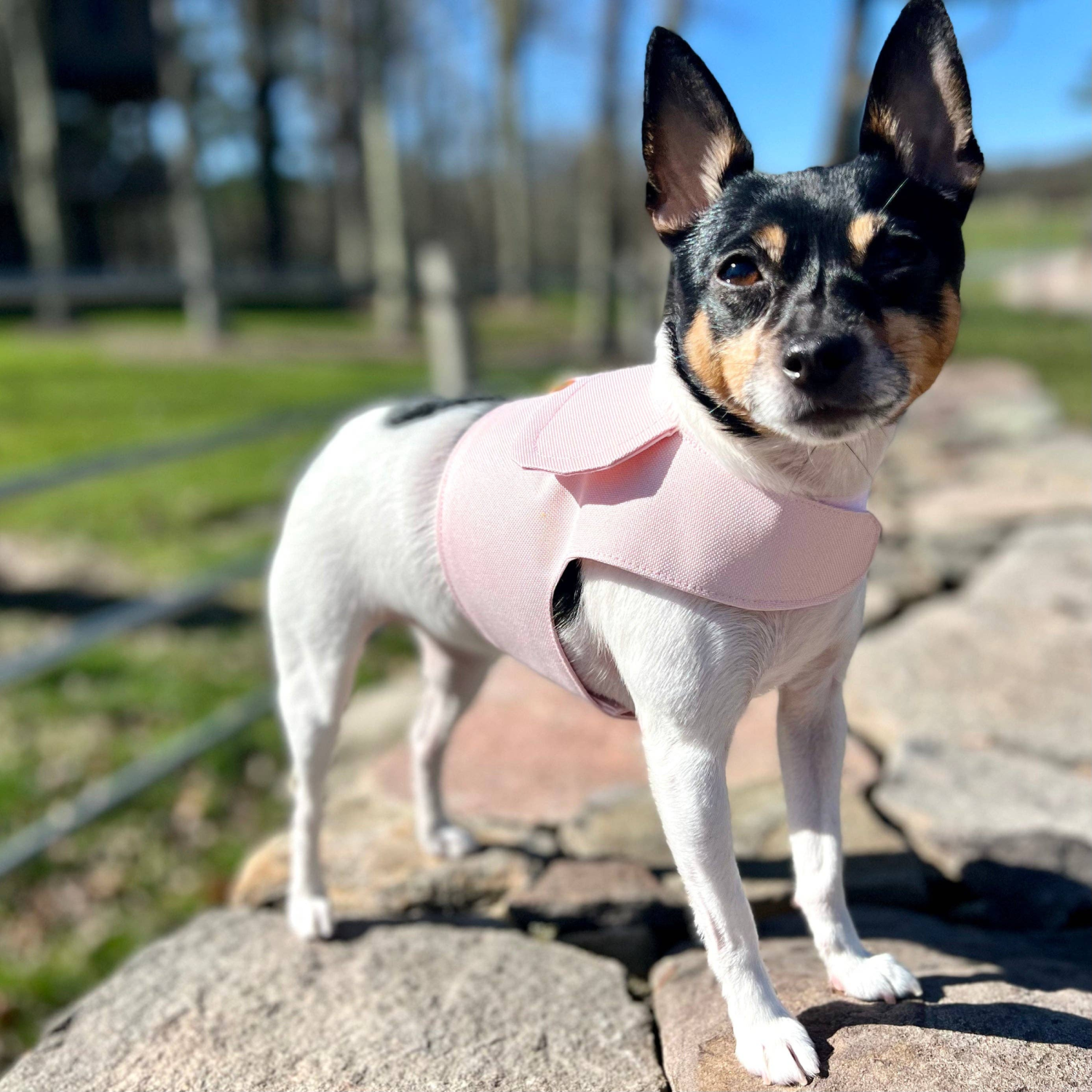 DoggieCoutureNY DCNY Harness Vest Dog Harnesses