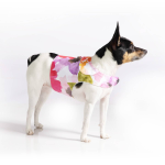 DoggieCoutureNY Dog Harnesses