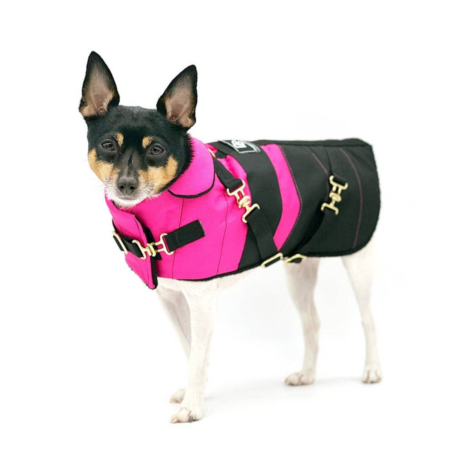 DoggieCoutureNY "Fun with Fuschia" - DCNY Equestrian Collection Dog Clothes