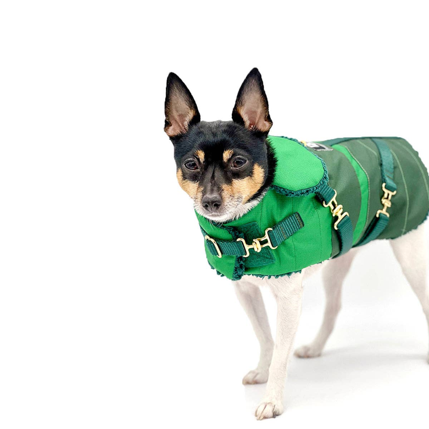 DoggieCoutureNY "Green with Envy" - DCNY Equestrian Collection Dog Clothes