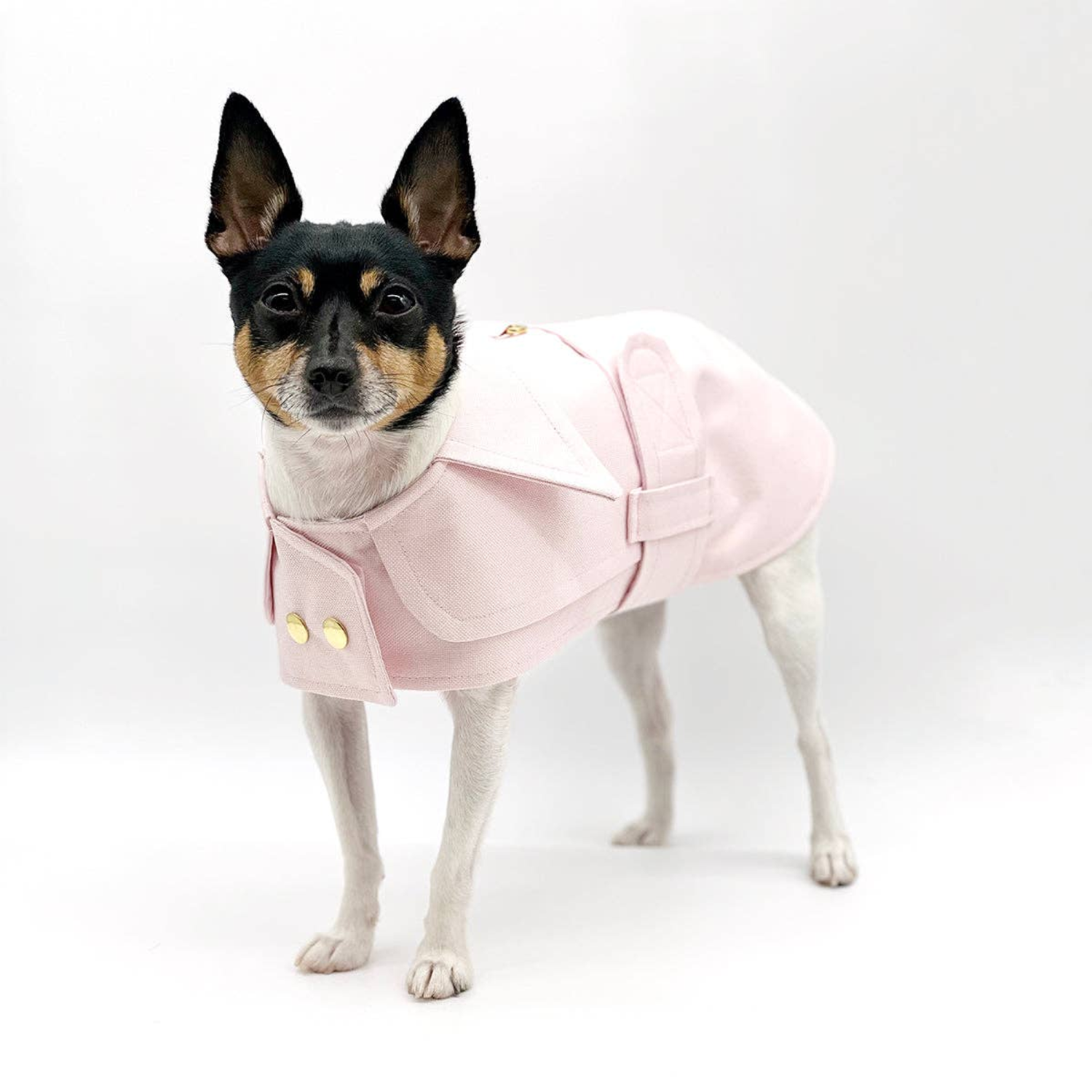 DoggieCoutureNY DCNY Belted Trench Coat Dog Clothes