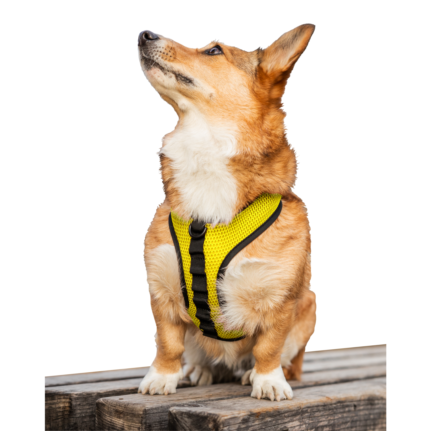 K9 Sport Sack K9 Sport Harness Dog Harnesses