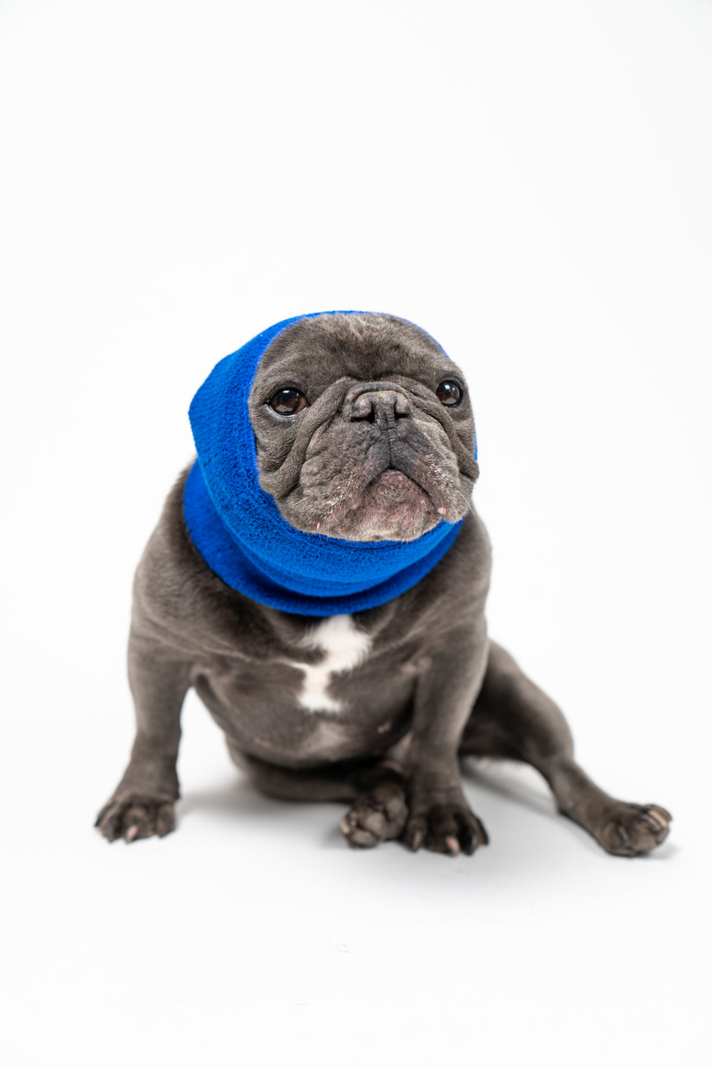 PETGIFTZ LLC PET HOODZ DOG HOODIES FOR ANXIETY Dog Clothes