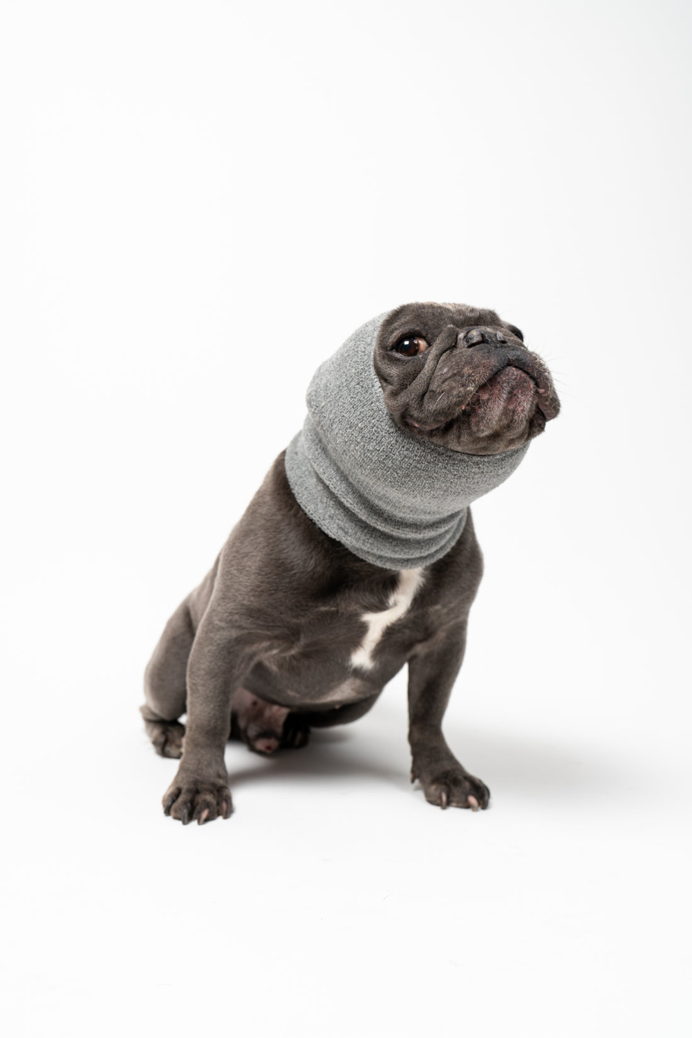 PETGIFTZ LLC PET HOODZ DOG HOODIES FOR ANXIETY Dog Clothes