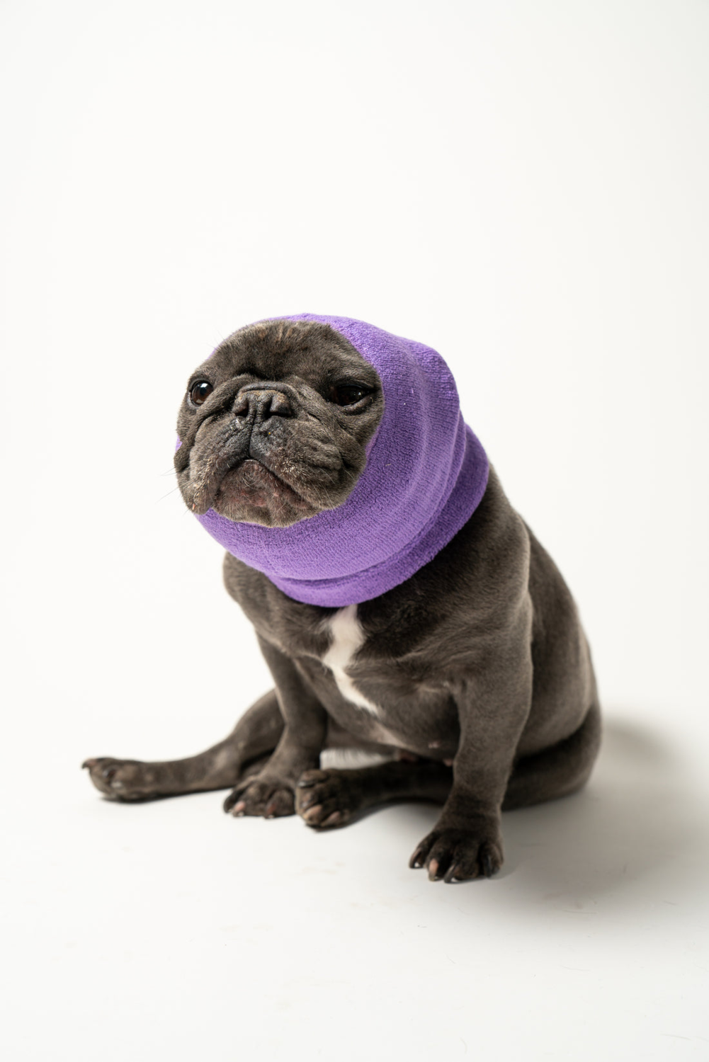 PETGIFTZ LLC PET HOODZ DOG HOODIES FOR ANXIETY Dog Clothes