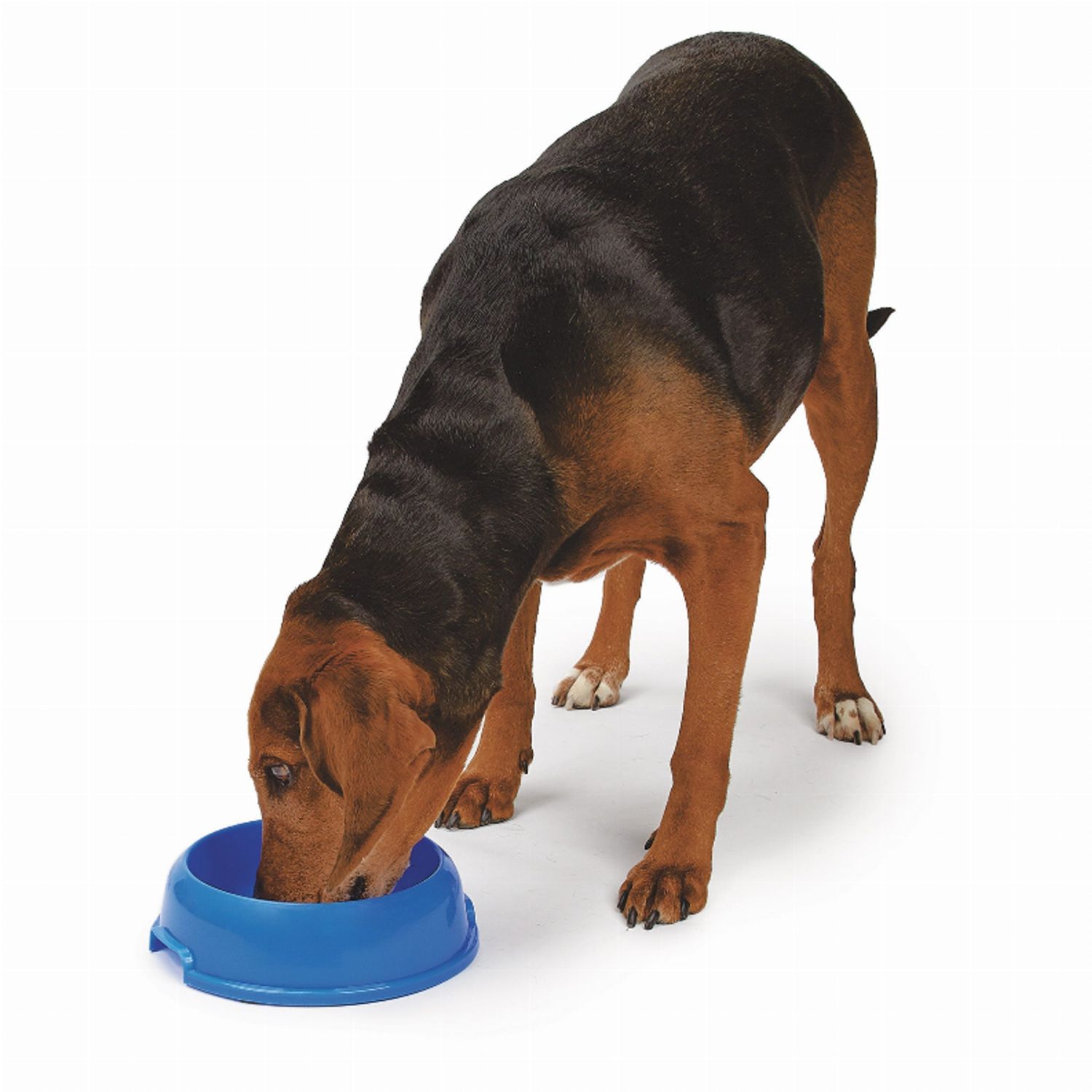 Pet Edge Small Single Feeder P901 Dishes