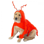 Pet Edge Dog Clothes