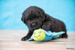 Spunky Pup Dog Toys Dog Toys