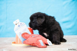 Spunky Pup Dog Toys Dog Toys