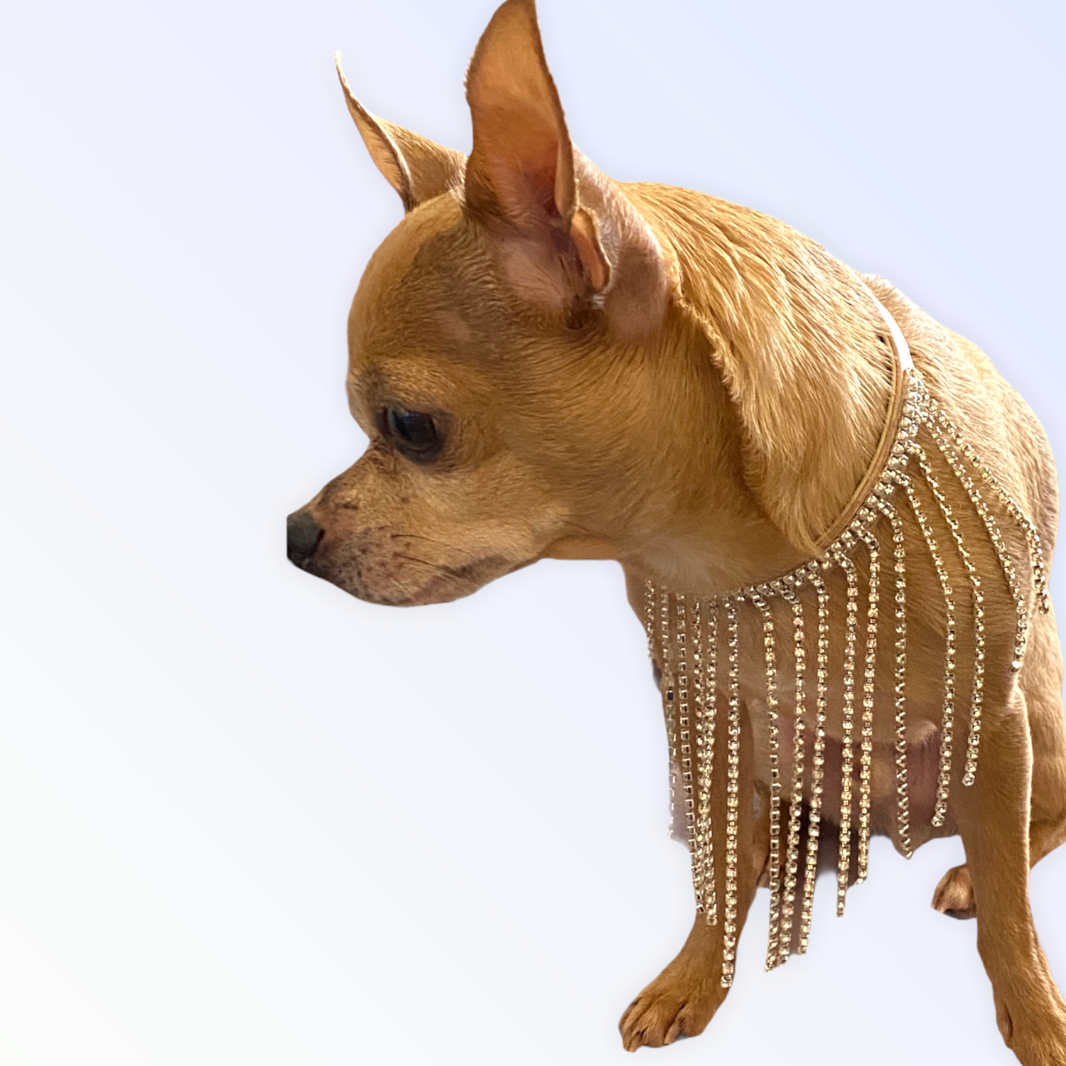 Elevate Your Pet’s Style with Luxe Leather Collar
